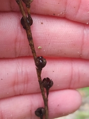 Asphodelus fistulosus