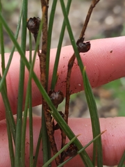 Asphodelus fistulosus
