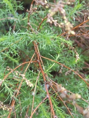 Artemisia campestris