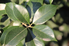 Osmanthus fortunei
