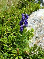 Aconitum tauricum
