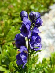 Aconitum tauricum
