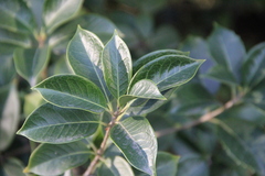 Osmanthus fortunei