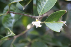 Osmanthus fortunei