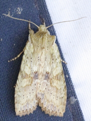 Lithophane patefacta