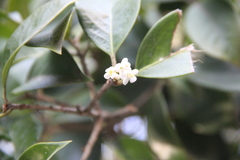 Osmanthus fortunei