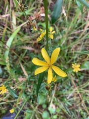 Bidens mitis