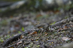 Turdus cardis
