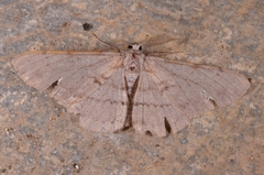 Hypomecis