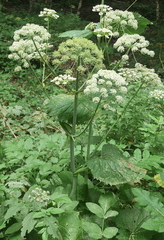 Angelica heterocarpa