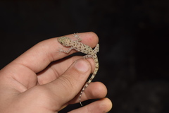 Cyrtopodion scabrum