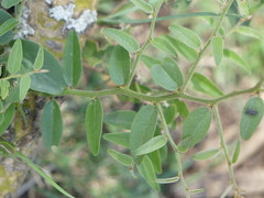 Capparis tomentosa