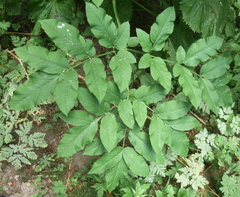 Angelica heterocarpa
