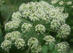 Angelica heterocarpa