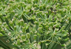Angelica heterocarpa
