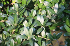 Phillyrea latifolia media