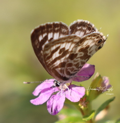 Leptotes plinius