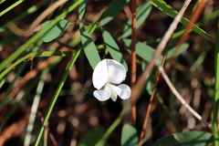Tephrosia florida
