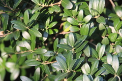 Phillyrea latifolia media