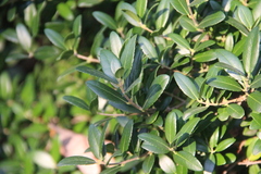 Phillyrea latifolia media