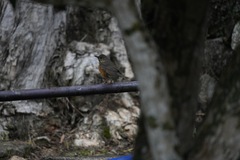 Turdus hortulorum