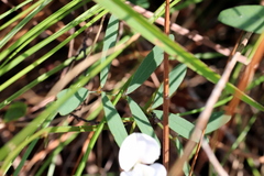 Tephrosia florida