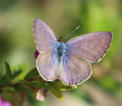 Leptotes plinius