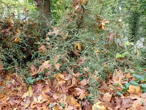 Lonicera ligustrina