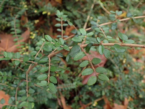 Lonicera ligustrina