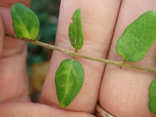 Lonicera ligustrina