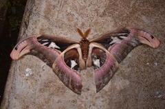 Attacus