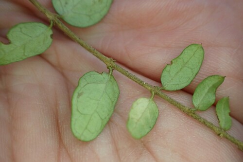 Lonicera ligustrina