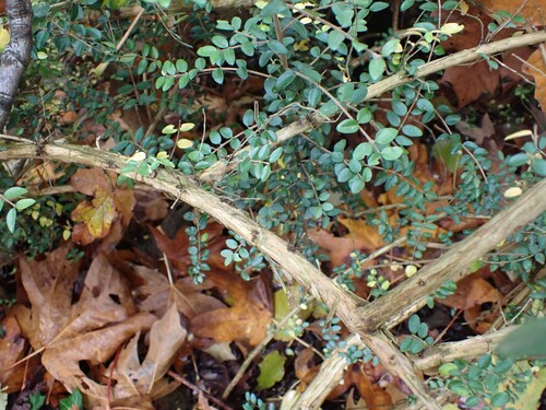 Lonicera ligustrina