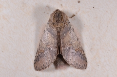 Disparia