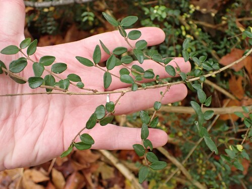 Lonicera ligustrina