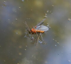 Monarthropalpus flavus