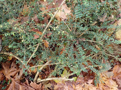 Lonicera ligustrina