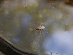 Monarthropalpus flavus