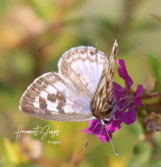 Leptotes plinius