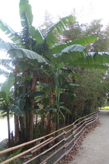 Musa basjoo