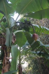 Musa basjoo