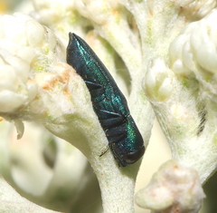 Buprestidae
