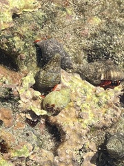 Calcinus californiensis