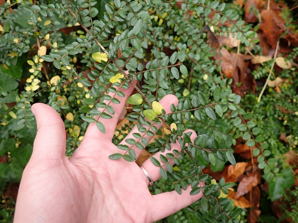 Lonicera ligustrina, Lake Fenwick Park, WA, USA