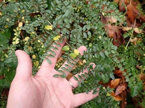 Lonicera ligustrina