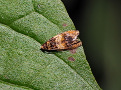 Celypha aurofasciana