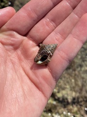 Calcinus californiensis