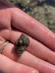 Calcinus californiensis