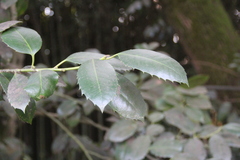Ilex latifolia