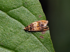 Celypha aurofasciana